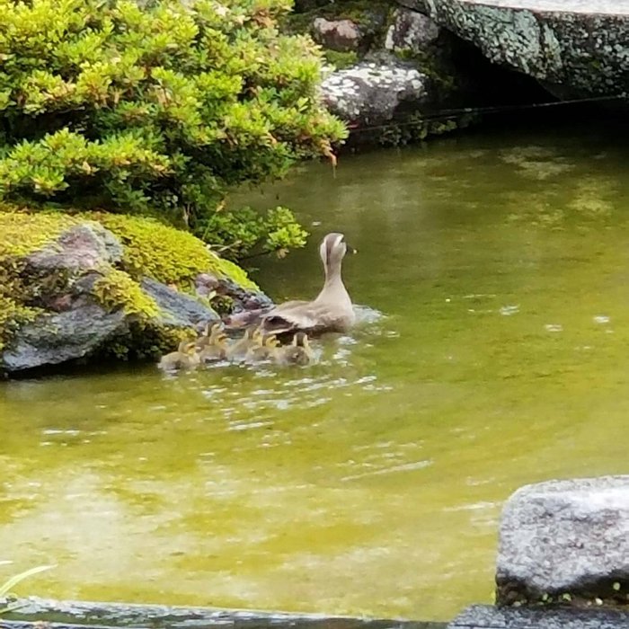 カルガモのヒナ10羽誕生しました！