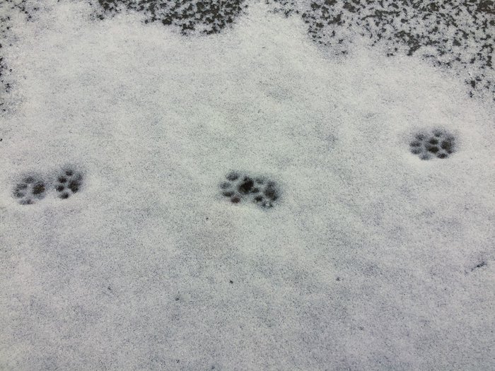 小さな足跡🐾発見!!