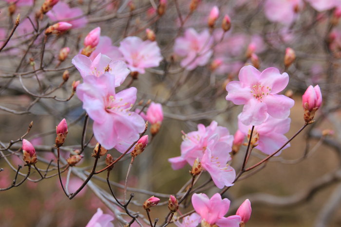 春の到来♪♪