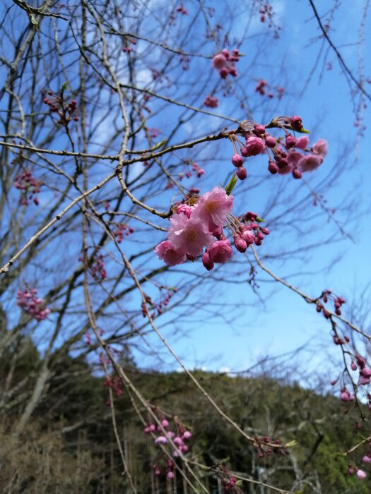 🌸咲き始めました🌸