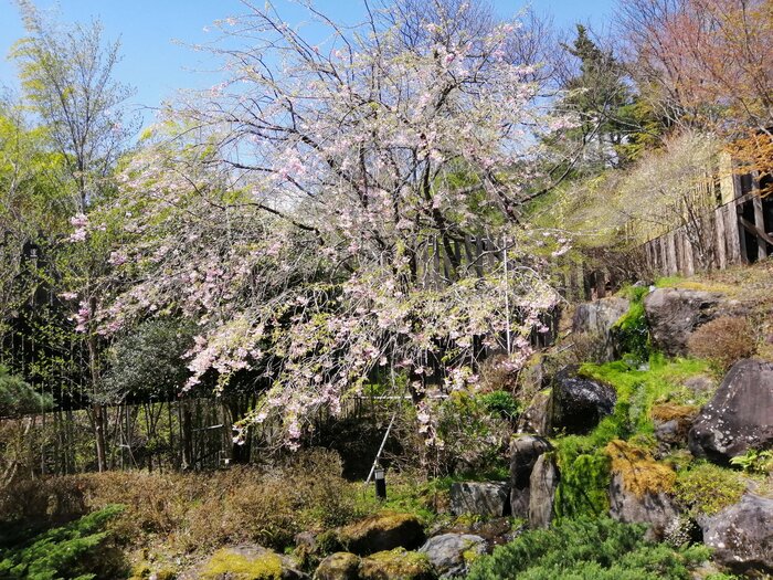 🌸まだまだ見頃です🌸