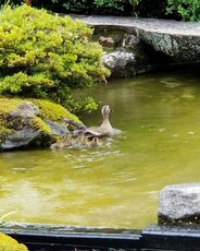 鴨の親子がやって来ることも…