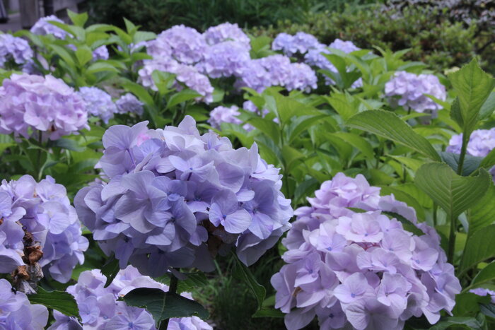 6月のタイムセール