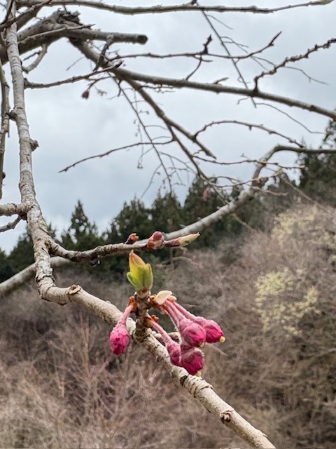 桜咲く季節