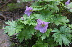 中庭に咲く花々　シラネアオイ