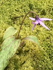 中庭に咲く花々　カタクリ