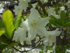 中庭に咲く花々　ゴヨウツツジ